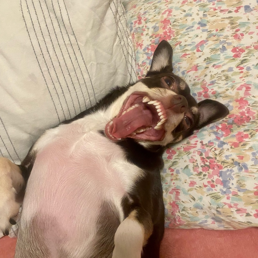 Meet your Posher 💖👽